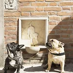 Agli Alboretti מלון ונציה